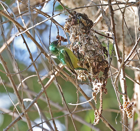 Collared Sunbird at nest